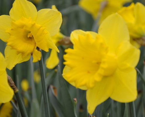 Springtime