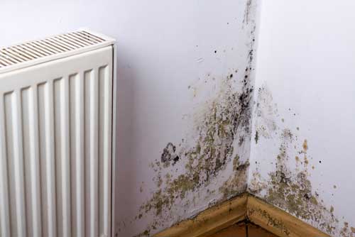Cavity Extraction - Mildew cavity-extraction-mildew