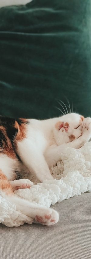 adorable-animal-animal-photography-2401960 adorable-animal-animal-photography-2401960