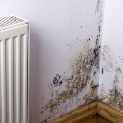 Cavity Extraction – Mildew cavity-extraction-mildew